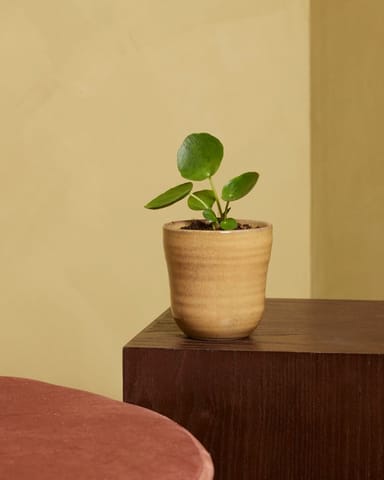 Baby Pilea Peperomioides Ufopflanze Pfannkuchenpflanze