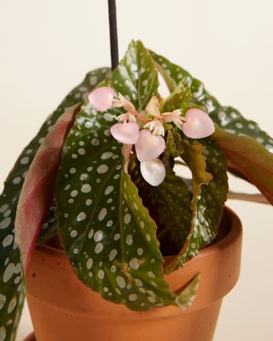 Baby Begonia Polka Dot Maculata