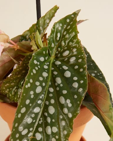 Baby Begonia Polka Dot Maculata