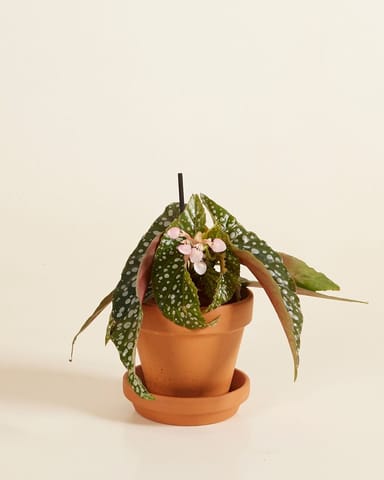 Baby Begonia Polka Dot Maculata