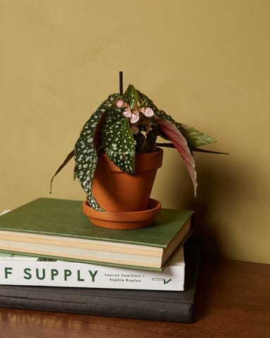Baby Begonia Polka Dot Maculata