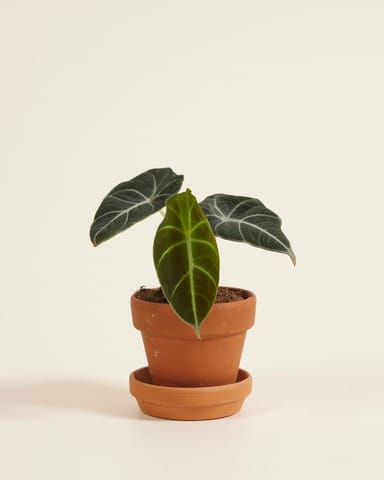 Baby Alocasia Elefantenohr Black Velvet