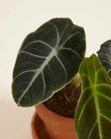 Baby Alocasia Elefantenohr Black Velvet
