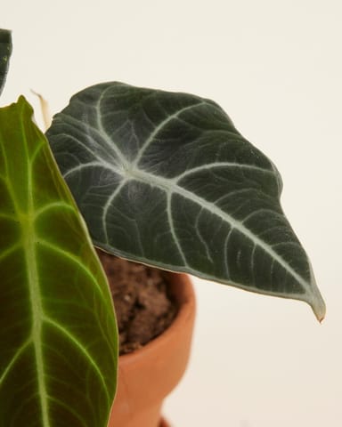 Baby Alocasia Elefantenohr Black Velvet