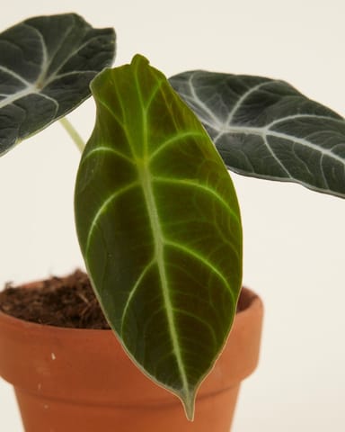 Baby Alocasia Elefantenohr Black Velvet
