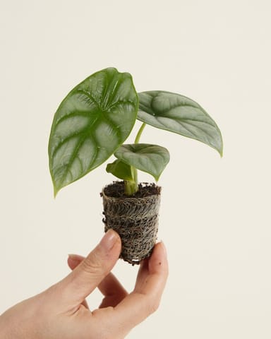 Baby Alocasia Elefantenohr Baginda Silver Dragon
