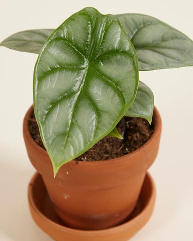 Baby Alocasia Elefantenohr Baginda Silver Dragon