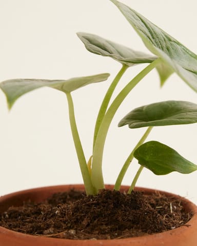 Baby Alocasia Elefantenohr Baginda Silver Dragon