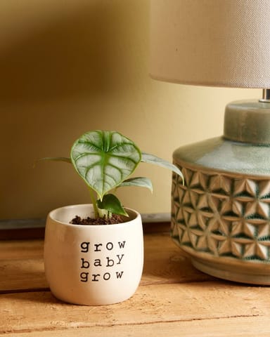 Baby Alocasia Elefantenohr Baginda Silver Dragon