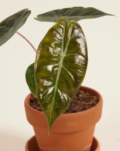 Baby Alocasia Elefantenohr Pink Dragon