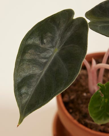 Baby Alocasia Elefantenohr Pink Dragon