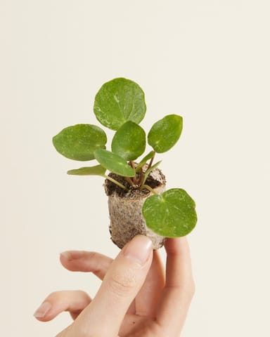 Baby Pilea Peperomioides Ufopflanze Sugar®