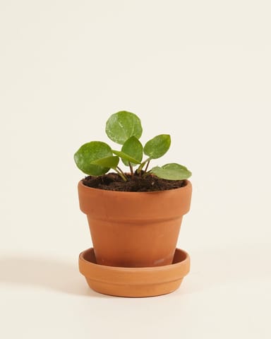 Baby Pilea Peperomioides Ufopflanze Sugar®