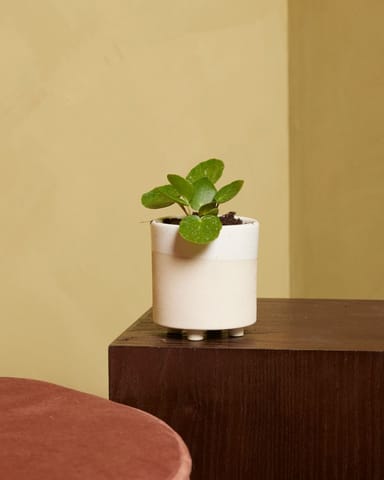 Baby Pilea Peperomioides Ufopflanze Sugar®