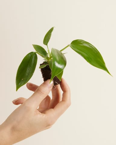 Baby Philodendron Baumfreund Florida Green