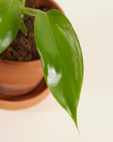 Baby Philodendron Baumfreund Florida Green