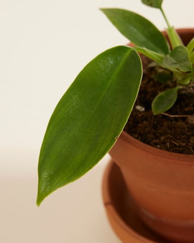 Baby Philodendron Baumfreund Florida Green
