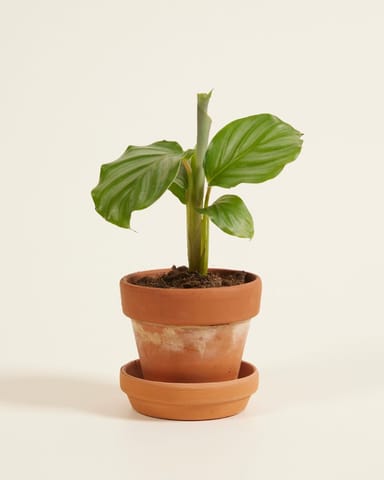 Baby Calathea Pfeilwurze Orbifolia