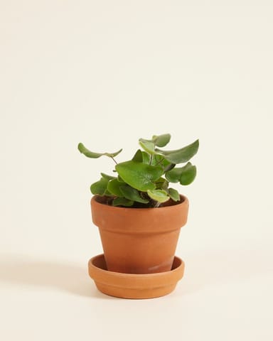 Baby Hemionitis Arifolia