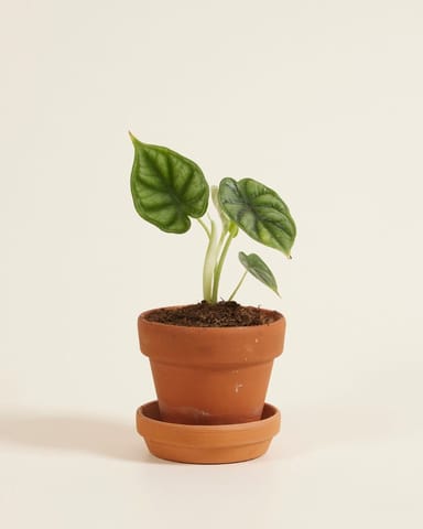 Baby Alocasia Elefantenohr Dragon Scale