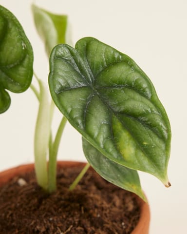 Baby Alocasia Elefantenohr Dragon Scale
