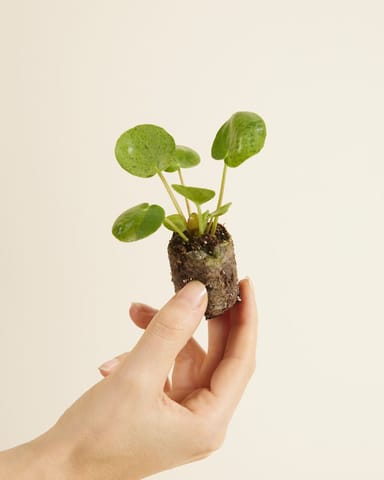 Baby Pilea Peperomioides Ufopflanze Mojito®
