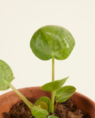 Baby Pilea Peperomioides Ufopflanze Mojito®