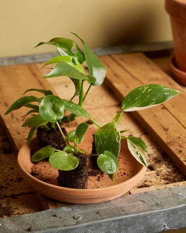 Baby Pilea Peperomioides Ufopflanze Mojito®