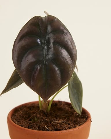 Baby Alocasia Elefantenohr Red Secret