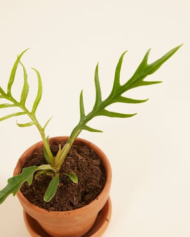 Baby Philodendron Baumfreund Tortum