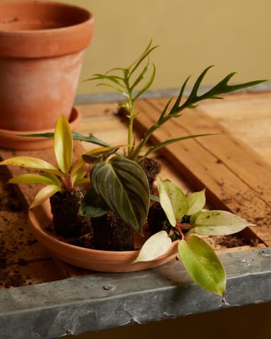Baby Philodendron Baumfreund Tortum