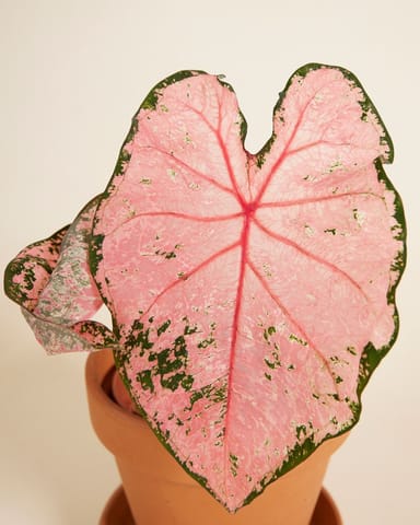 Baby Caladium Kaladie Caladium Tuber - Pink Beauty