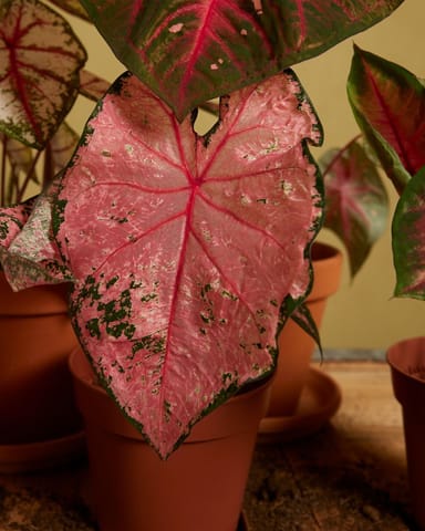 Baby Caladium Kaladie Caladium Tuber - Pink Beauty