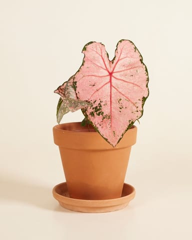 Baby Caladium Kaladie Caladium Tuber - Pink Beauty