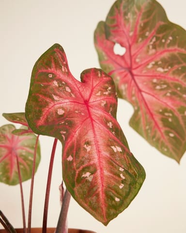 Baby Caladium Kaladie Caladium Tuber - Red Flash