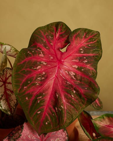 Baby Caladium Kaladie Caladium Tuber - Red Flash