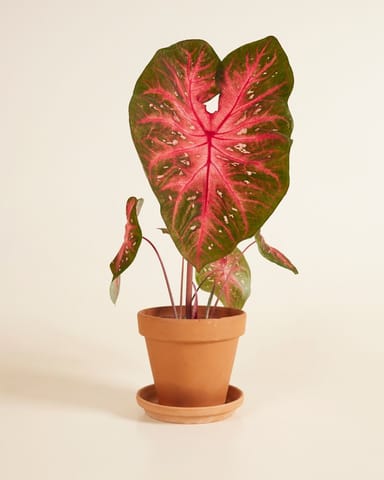 Baby Caladium Kaladie Caladium Tuber - Red Flash