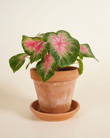 Baby Caladium Kaladie Caladium Tuber - Rosebud