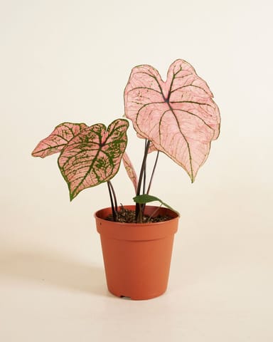 Baby Caladium Kaladie Caladium Tuber - Spring Fling