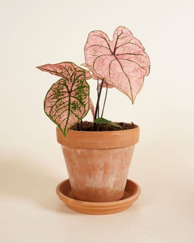 Baby Caladium Kaladie Caladium Tuber - Spring Fling