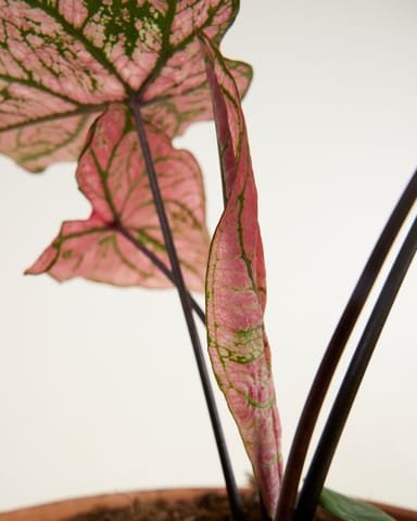 Baby Caladium Kaladie Caladium Tuber - Spring Fling