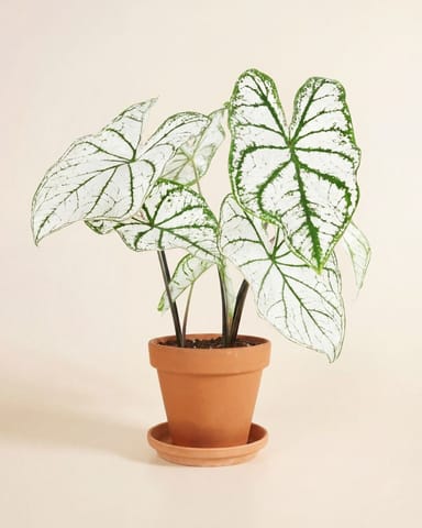 Baby Caladium Kaladie Caladium Tuber - White Christmas