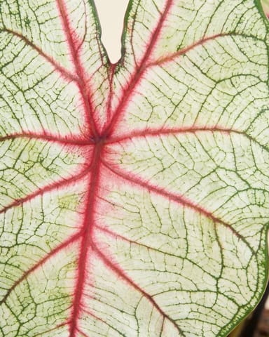 Baby Caladium Kaladie Caladium Tuber - White Queen