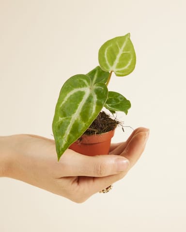 Baby Anthurium Flamingoblumen Crystallinum