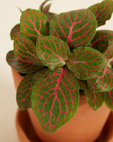 Baby Fittonia Nerve plant Verschaffeltii Forest Flame