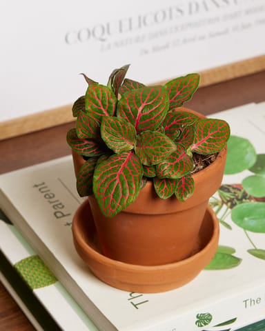Baby Fittonia Nerve plant Verschaffeltii Forest Flame