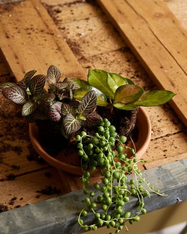 Baby Fittonia Nerve plant Verschaffeltii Pink Forest Flame