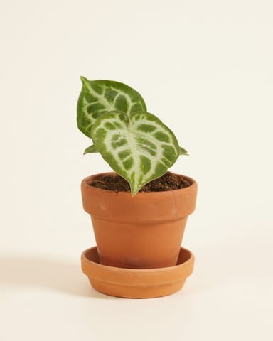 Baby Anthurium Flamingoblumen Silver Blush