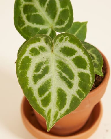 Baby Anthurium Flamingoblumen Silver Blush