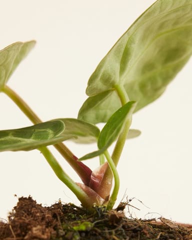 Baby Anthurium Flamingoblumen Silver Blush